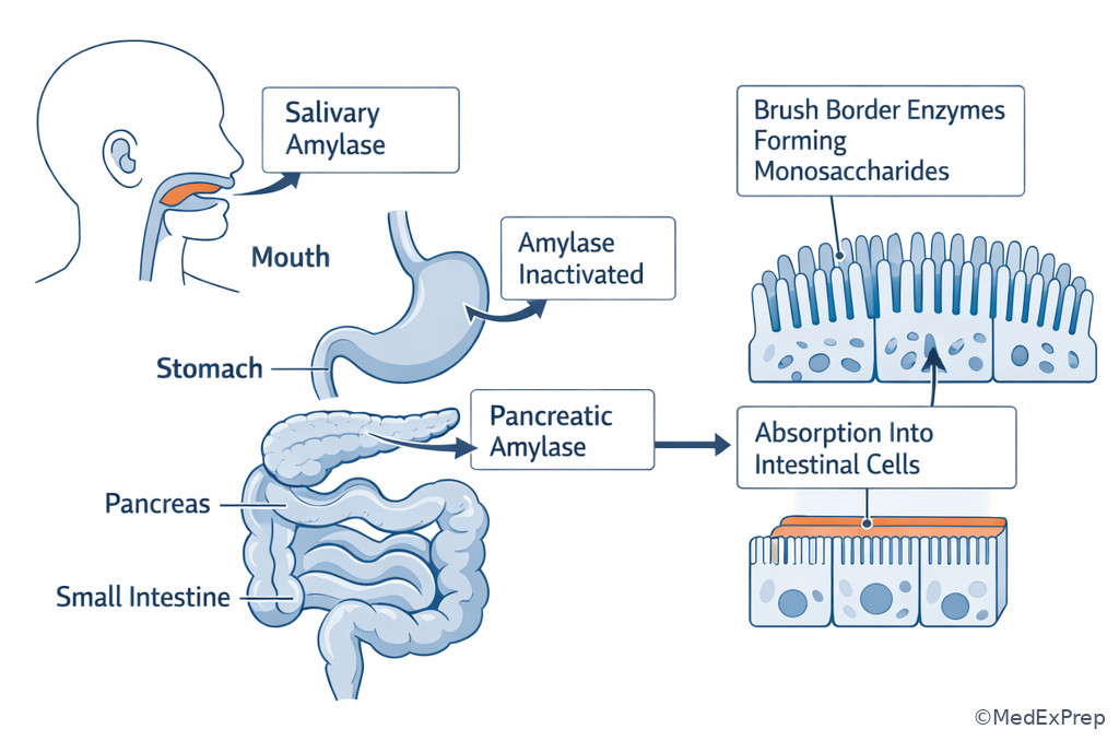 Digestive tract sites for carbohydrate processing