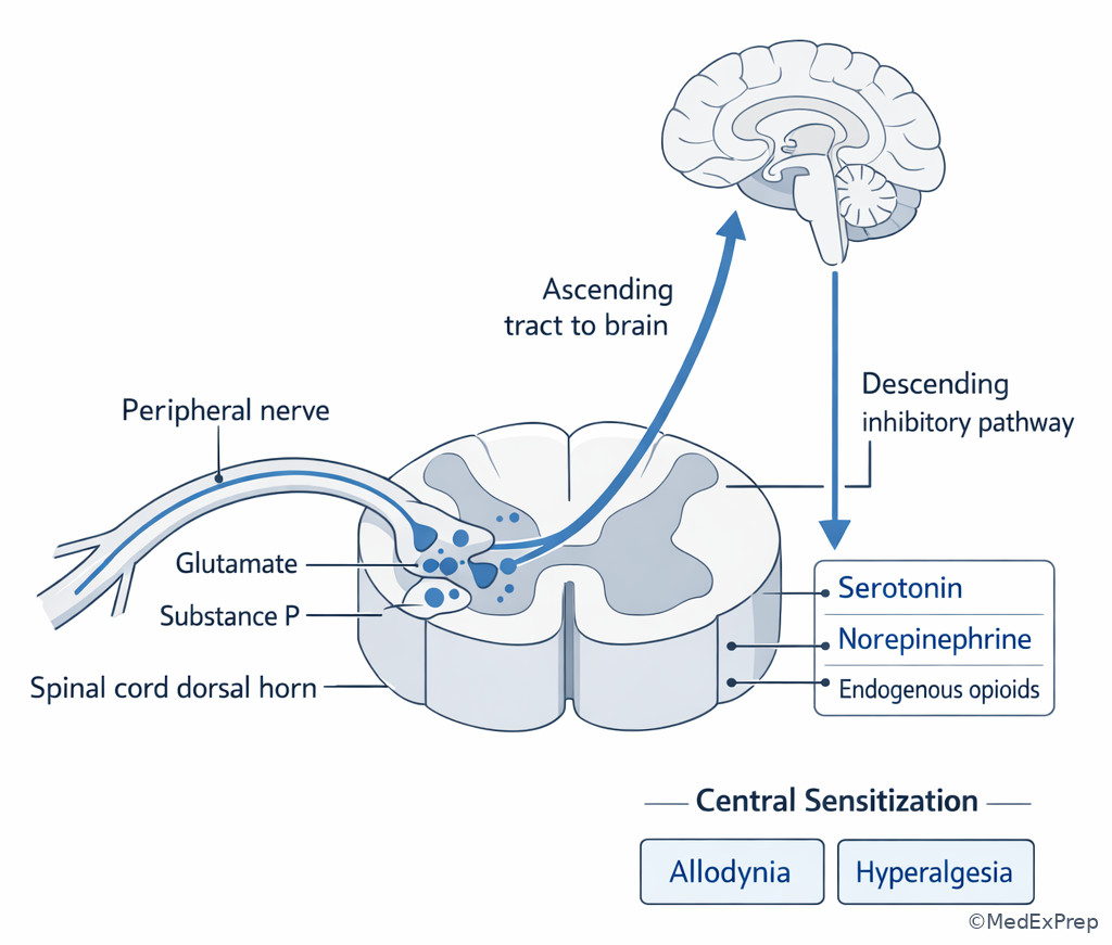 Spinal modulation illustration