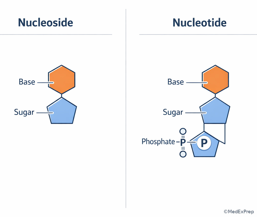 Comparison chart illustration of nucleotide versus nucleoside